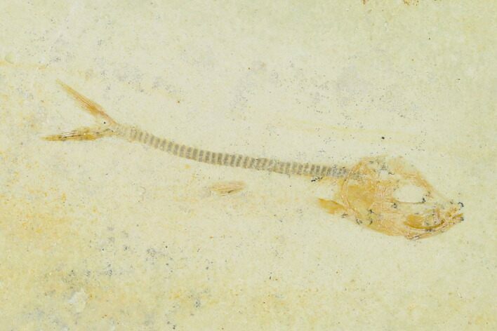 Jurassic Fossil Fish (Orthogoniklethrus) - Solnhofen Limestone #139369